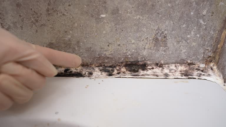 Best Commercial Mold Inspection  in Crete, NE